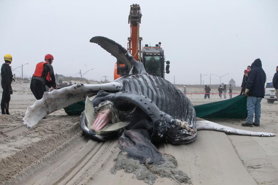 First responders remove an approximately 30ft juvenile humpback whale that died at sea and washed up on the M Street beach.   Seaside Park, NJThursday, March 2, 2023