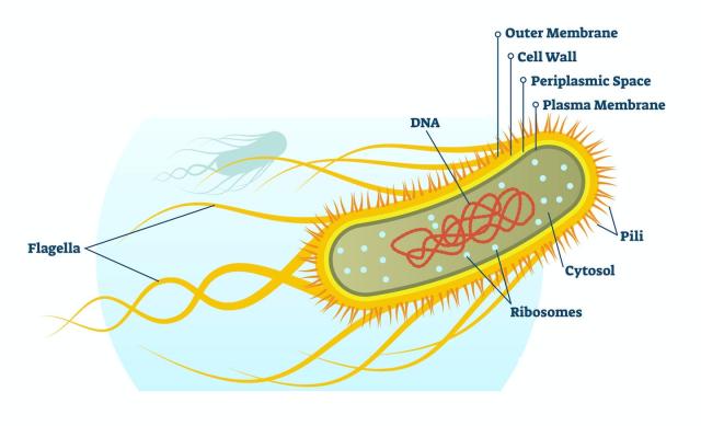 e coli diagram