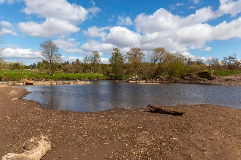 Beaver damage on river embankments on farm land near the River Isla -Credit:Perthshire Advertiser