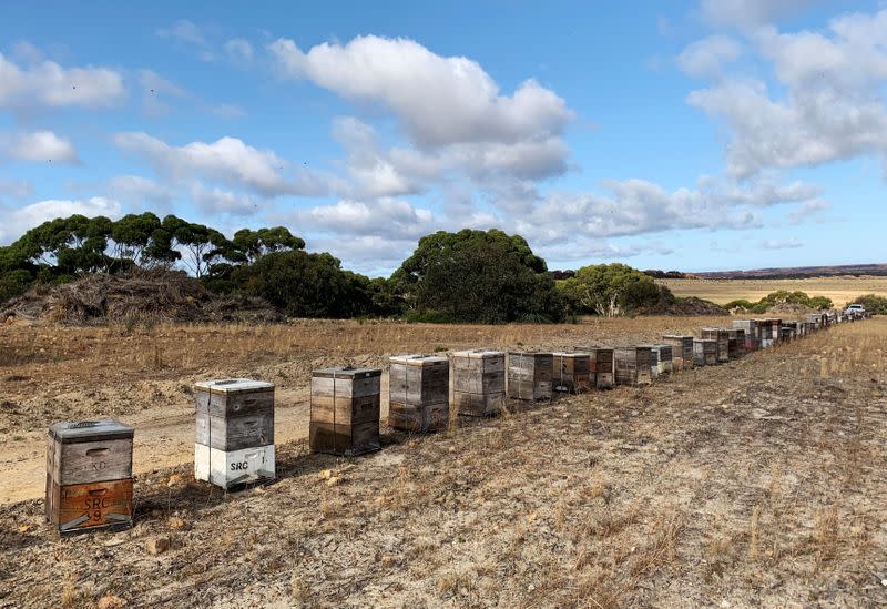 A view of the new home for the Ligurian beehives after they are moved to an area in front of a gully containing sugar and cup gum trees for the bees to feed on, on Kangaroo Island
