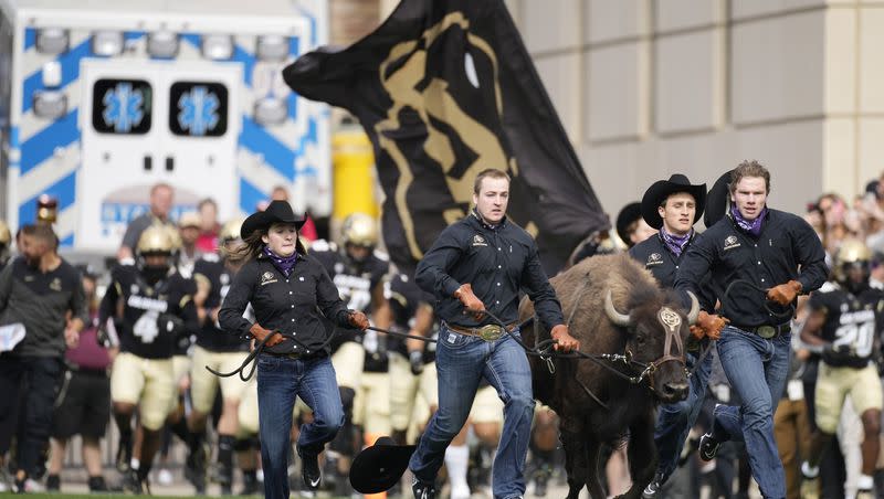 Colorado mascot Ralphie VI in ceremonial run before the second half of a game in Folsom Field Saturday, Oct. 15, 2022, in Boulder, Colo. The Utes pay the Buffs a visit on Nov. 16.