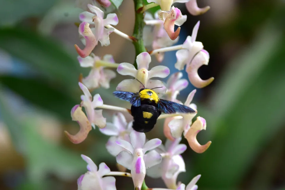 Un abejorro recolecta néctar de una orquídea en el distrito de Nagaon de Assam, India, el 19 de mayo de 2021 (Foto de Anuwar Hazarika/NurPhoto vía Getty Images).