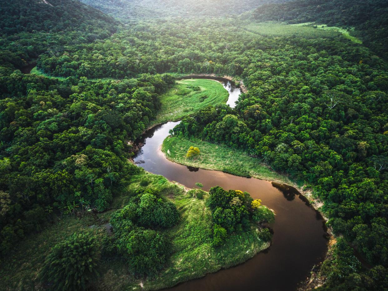 An area roughly the size of the Netherlands has regrown in Brazil’s Atlantic Forest since 2000 (Getty)