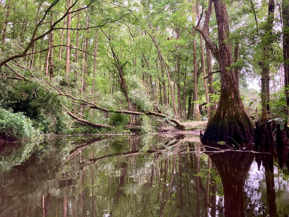 A side channel, or cut, of the Edisto River where recent heavy rains toppled a number of large trees