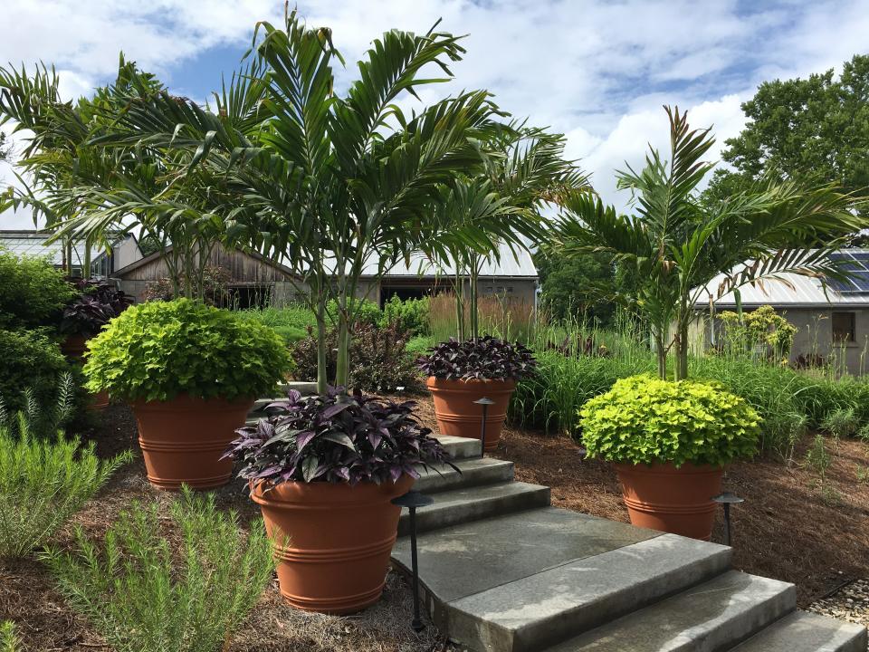 This planting at Yew Dell Botanical Gardens demonstrates how you can create variety in color and texture by growing different plant varieties in different containers.