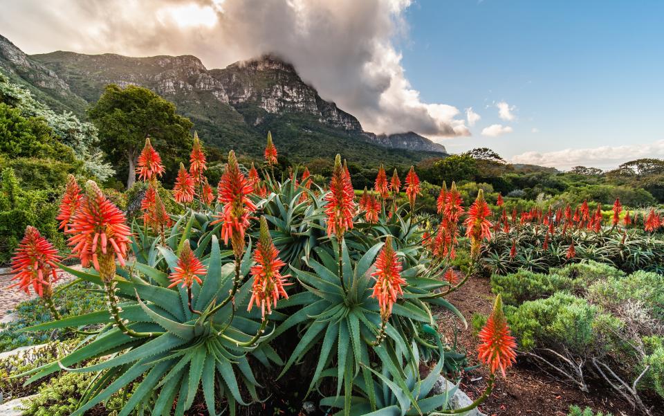 Kirstenbosch