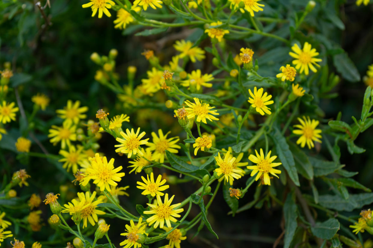 Madrid, San Sebastián de los Reyes pasture yellow flowers of Brassica carinata