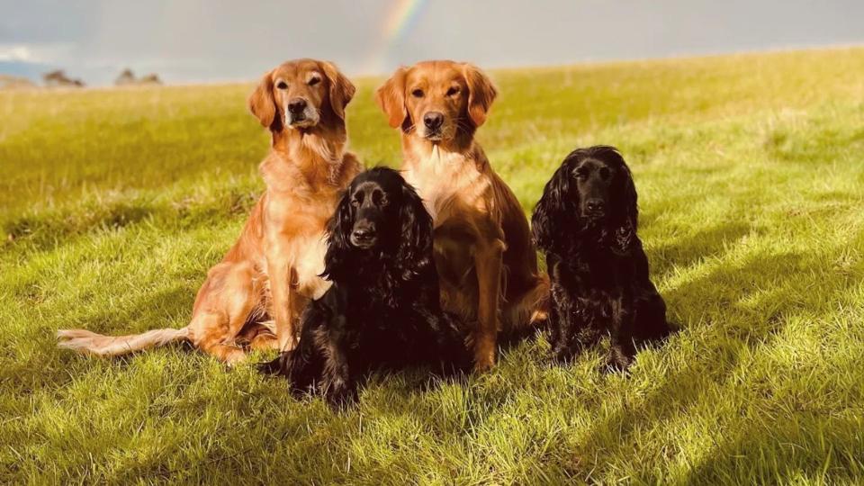 The dad-of-one couldn't have a sweeter bond with his pooches