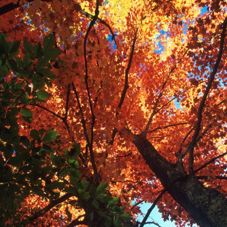 Hike the Greenbrier River Trail