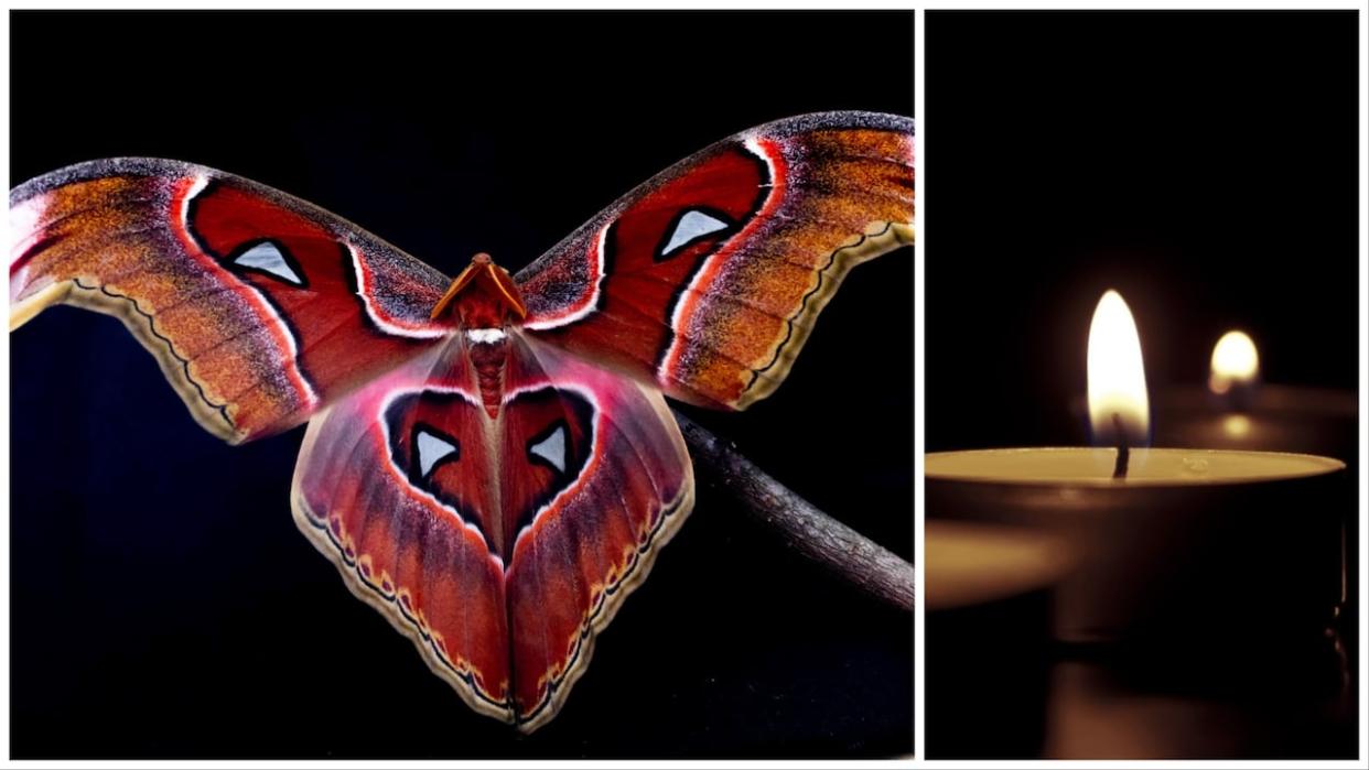 This 2022 file photo, left, shows an atlas moth used to test the interaction of flying insects with artificial light at Imperial College London. A new study suggests that, rather than being attracted to light, flying insects’ navigational systems are being scrambled by the lights. (Samuel Timothy Fabian via The Associated Press, CBC - image credit)