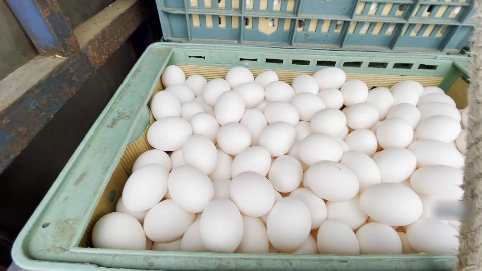 雞蛋批發價本週凍漲。（資料畫面）