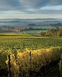 Oregon Wine Region