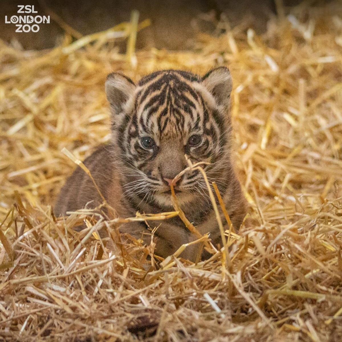 Toronto Zoo's newborn endangered tiger cub has died