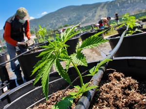 CLC team members have started transplanting over 45,000 clones and seedlings from the Company’s greenhouse to its field area. With promising weather forecasts for the 2021 growing season, the Company anticipates strong performance of the cannabis plants it will cultivate outdoors under natural sunlight.