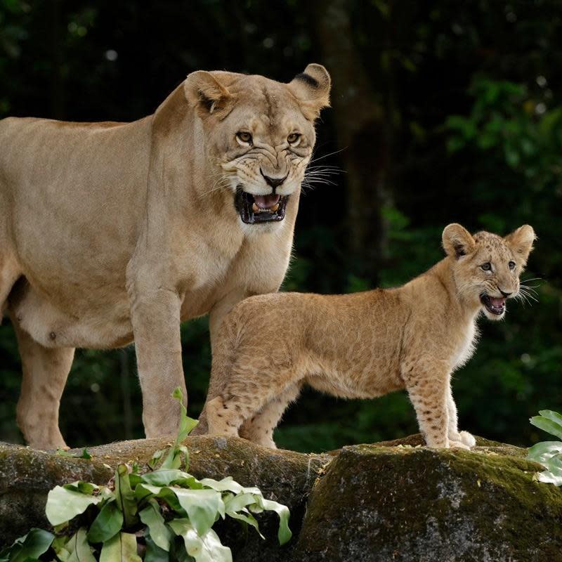 園區內的所有獅群都已被緊急隔離。（翻攝Singapore Night Safari IG）