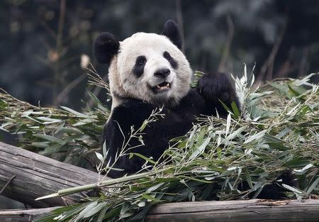 Giant panda Er Shun is pictured at the zoo in Chongqing February 11, 2012. REUTERS/Chris Wattie