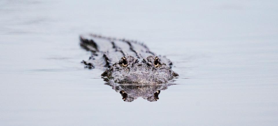 An alligator cruises the waters at J.N. ÒDingÓ  Darling National Wildlife Refuge recently.  