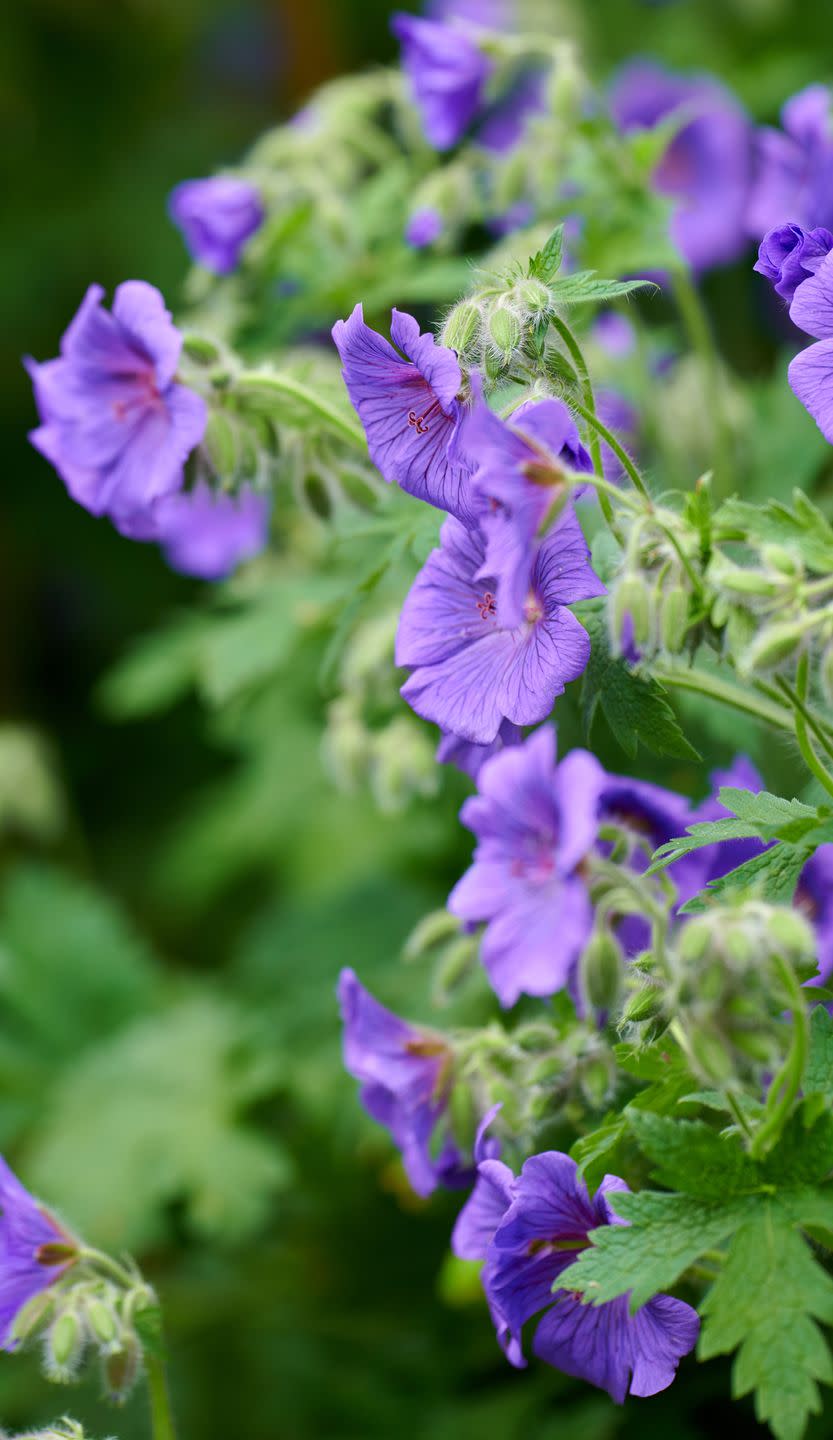 5) Meadow Cranesbill (Geranium pratense)