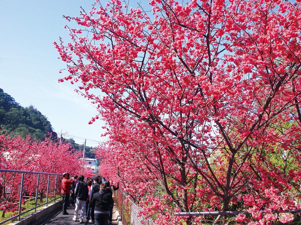 觀旅局邀請民眾白天賞櫻，晚上再到中央公園參觀中台灣元宵燈會，享受櫻花及花燈帶來的繽紛視覺饗宴。（圖：觀旅局提供）