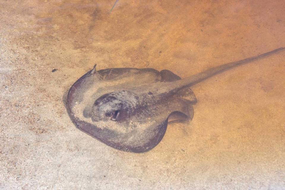 Round stingrays are the most common species of ray off the California coast, according to the California Department of Fish and Wildlife.