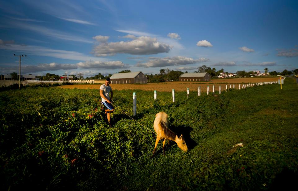 Cuban cigar farm