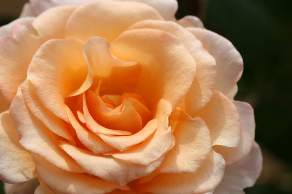 Peach Roses