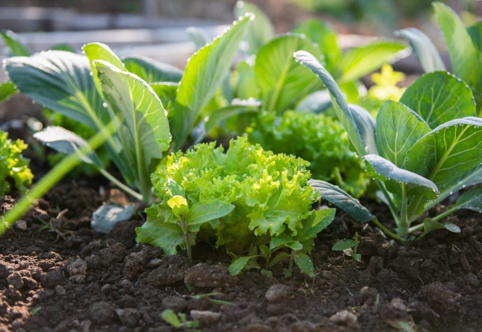 Lettuce and other leafy greens growing in a home garden bed.