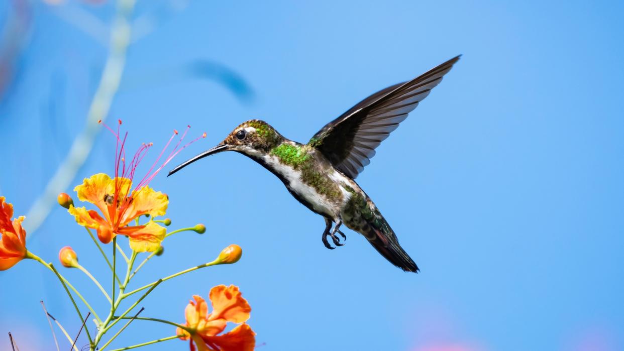  Hummingbird by flowers. 