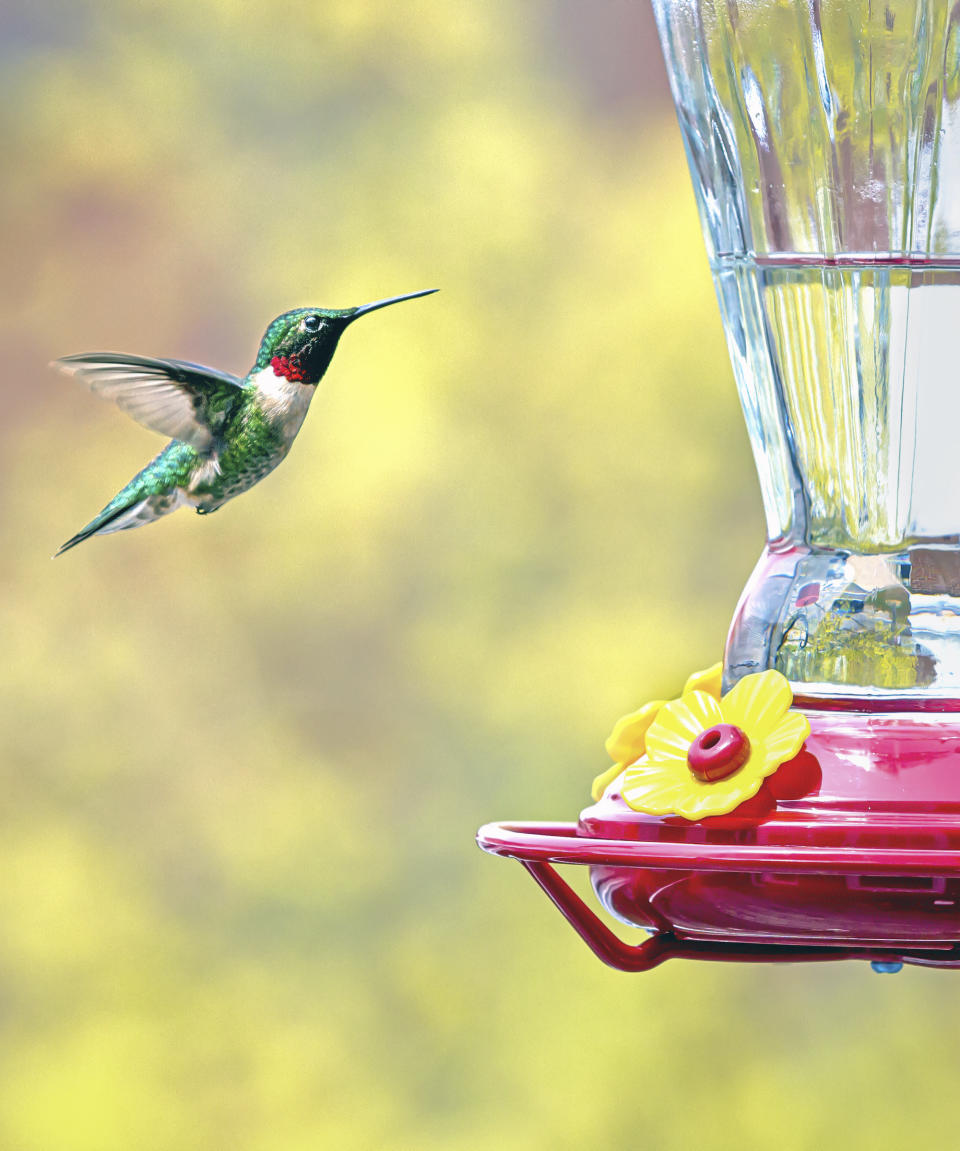 A hummingbird hovering over a red hummingbird feeder