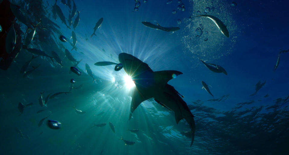 There are fears that a man may have been attacked by a shark while paddle boarding on the Sunshine Coast. Source: Getty Images