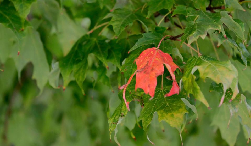 FILE - Fall color as seen at Silver Creek Park in Manitowoc in September 2021.