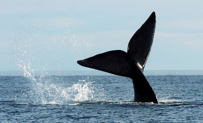 Una ballena franca austral frente a la costa de Puerto Pirámides, Argentina