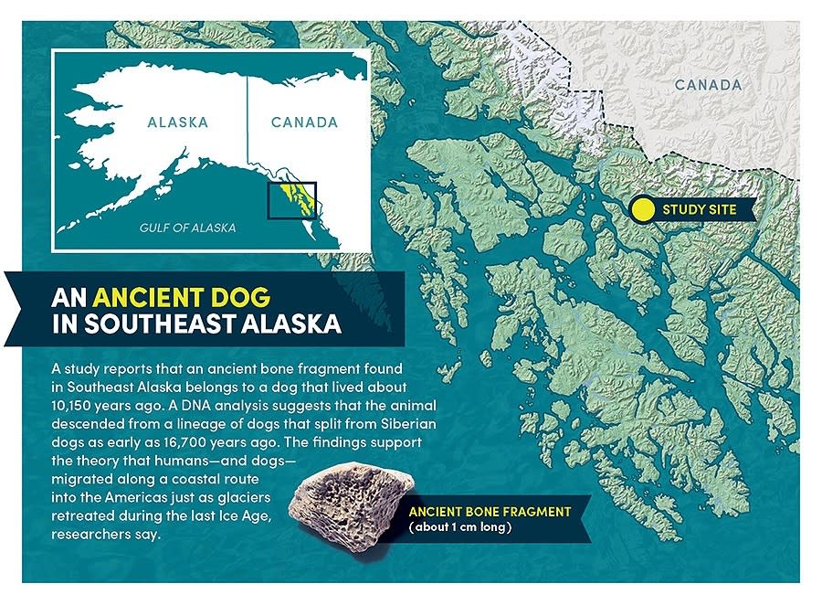 Scientists have found DNA belonging to the oldest-known domesticated dog in America.