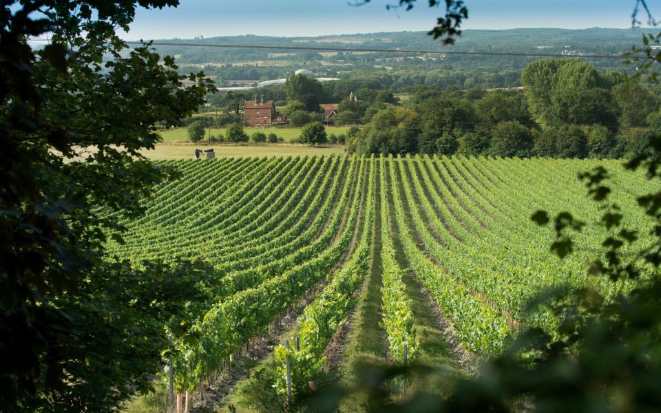 Kent winemaker Chapel Down has raised £18.5m including money from its first global institutional investor - Chris Gale studio@storm.uk.com