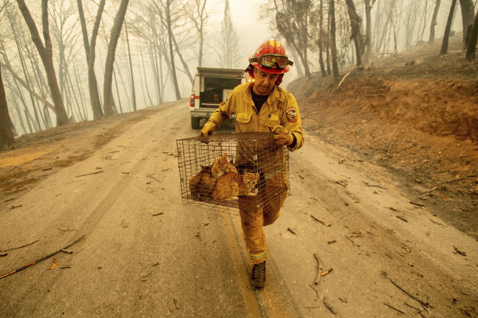 <p>Capt. Steve Millosovich carries a cage of cats while battling the Camp Fire in Big Bend, Calif., on Nov. 9, 2018. Millosovich said the cage fell from the bed of a pick-up truck as an evacuee drove to safety. (Photo: Noah Berger/AP) </p>