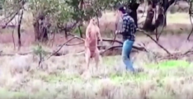 Man punches kangaroo that had his dog in a headlock