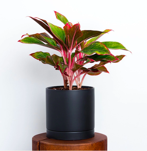 Red Chinese Evergreen Plant