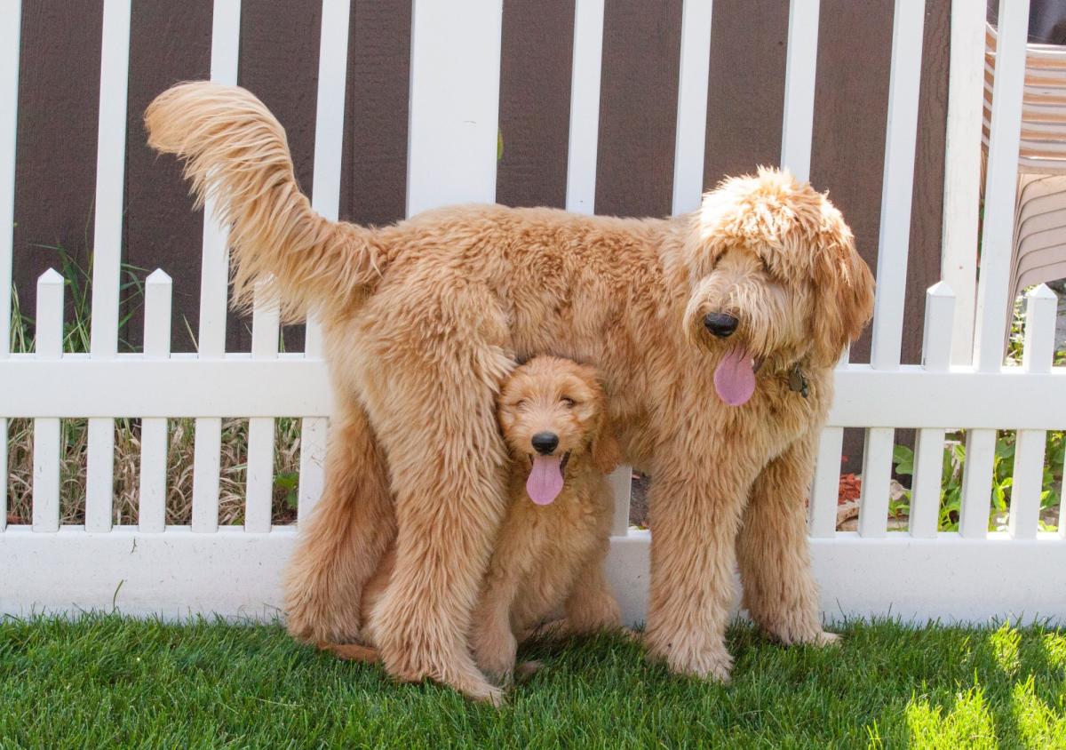 are poodles retrievers