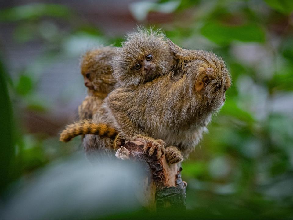 <p>Eastern pygmy marmosets are one of the world’s smallest species of monkey</p> (Chester Zoo)