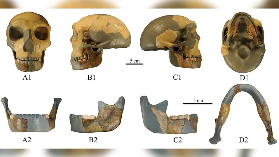 Cráneo del antiguo homínido de China. Crédito: Xiujie Wu/Centro Nacional de Investigación sobre la Evolución Humana