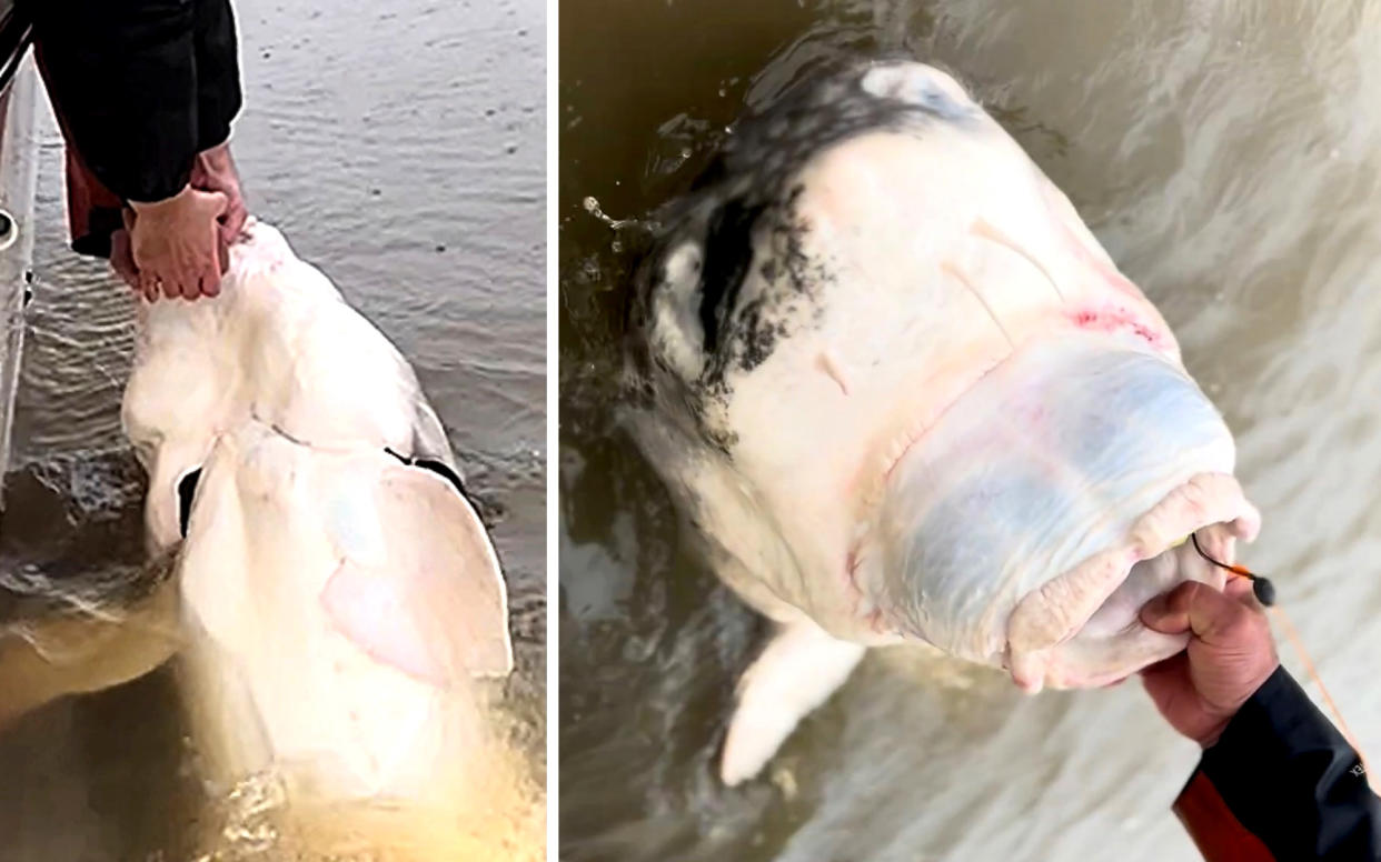 The head of a giant white sturgeon caught in California.