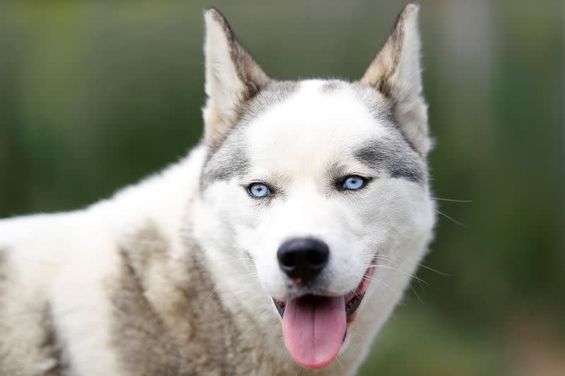 A Siberian Husky belonging to Christine and Stephen Biddlecombe is seen at their home, in Tonbridge