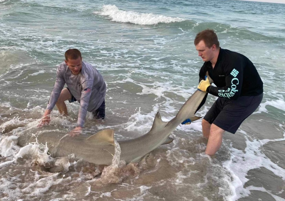 Here's Tyler and Owen pulling a large lemon shark back into the surf. The female lemon, estimated at 8½ feet, was caught with the help of NSB Shark Hunters.