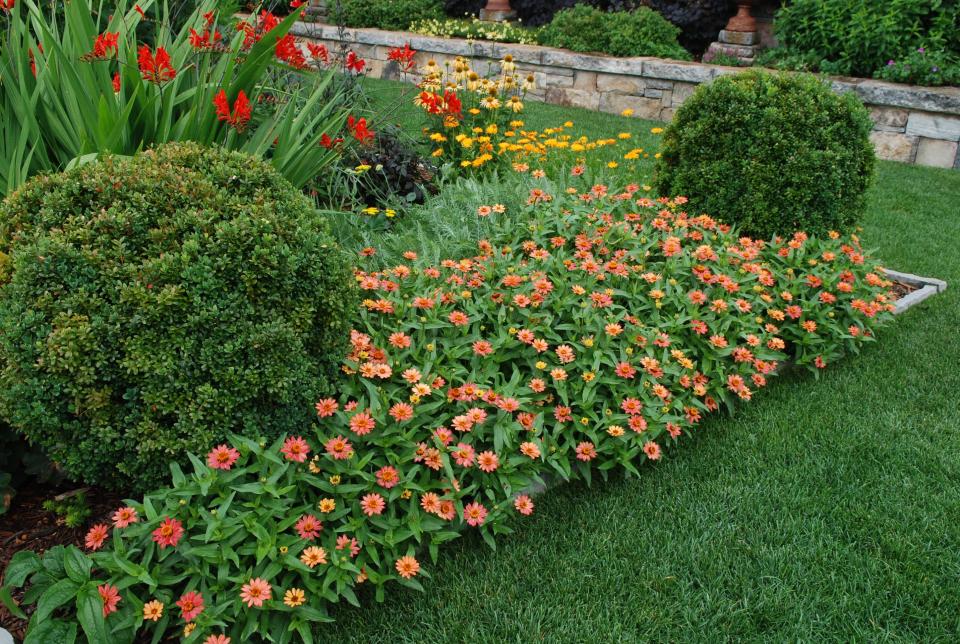Dwarf zinnias make a great border for your garden.