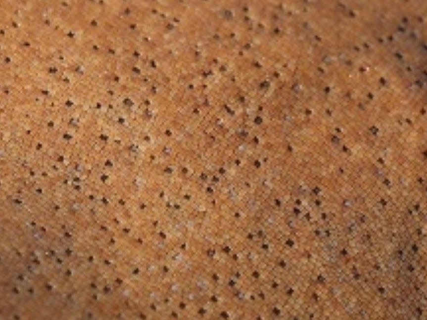 A close up of the golden skin of a nurse shark reveals tiny little scales called denticles