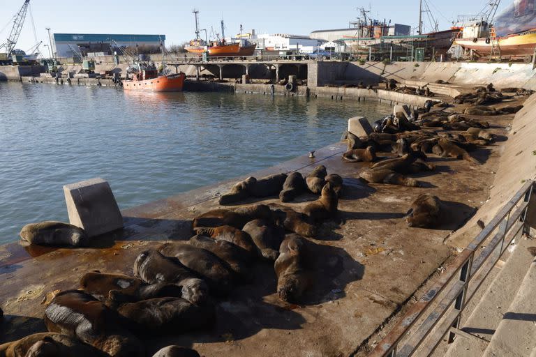 Los lobos marinos, una postal tradicional del puerto de Mar del Plata