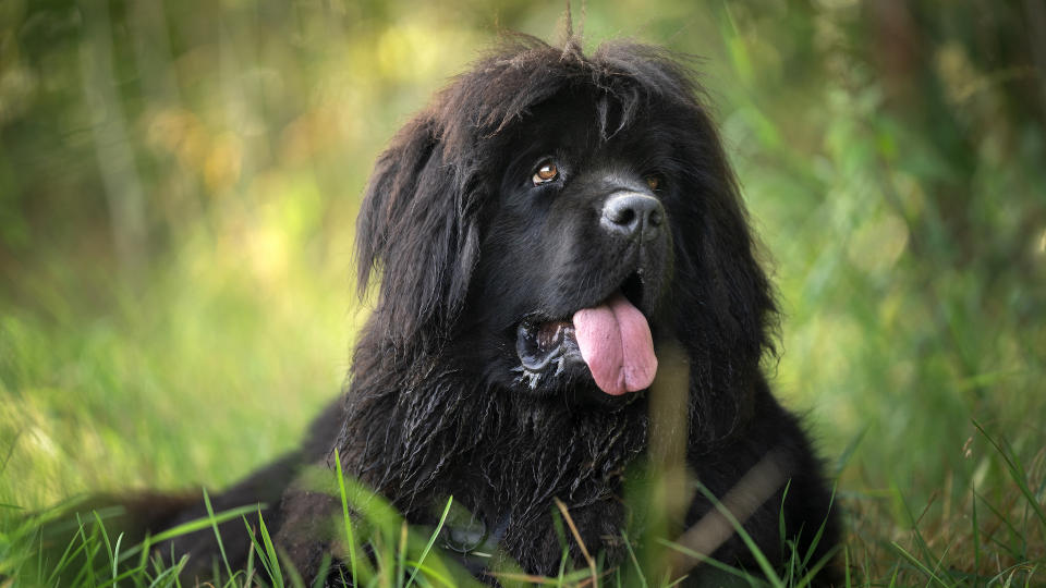 Newfoundland dog drooling