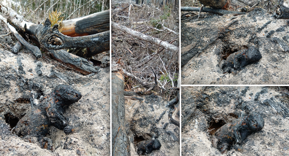 Four other images show the badly burnt Tasmanian devil. Source: Supplied