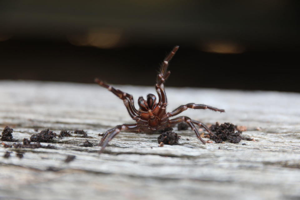 A funnel web spider is pictured.