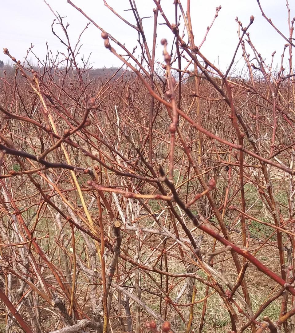 Blueberry bush with fat and flat buds.